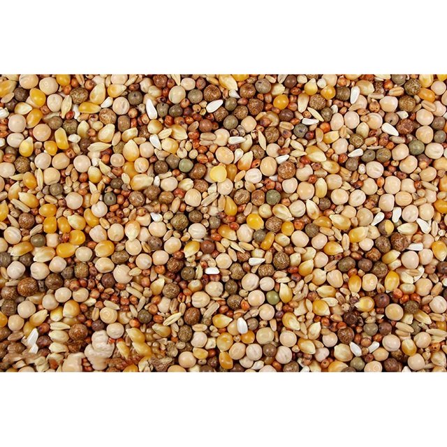 Royal Race 16% · 50 lb